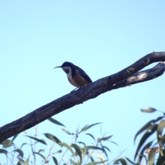 Acanthorhynchus tenuirostris at Red Hill Nature Reserve - 22 Jul 2019 11:24 AM