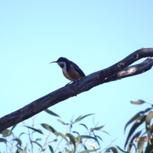 Acanthorhynchus tenuirostris at Red Hill Nature Reserve - 22 Jul 2019 11:24 AM