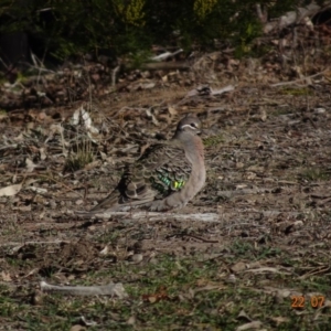 Phaps chalcoptera at Red Hill Nature Reserve - 22 Jul 2019 11:04 AM