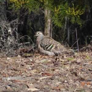 Phaps chalcoptera at Red Hill Nature Reserve - 22 Jul 2019 11:04 AM