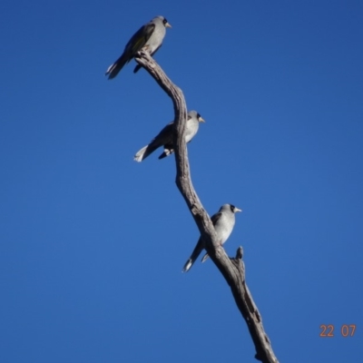 Manorina melanocephala (Noisy Miner) at Red Hill Nature Reserve - 22 Jul 2019 by TomT