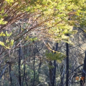 Acanthiza pusilla at Red Hill Nature Reserve - 22 Jul 2019 11:23 AM