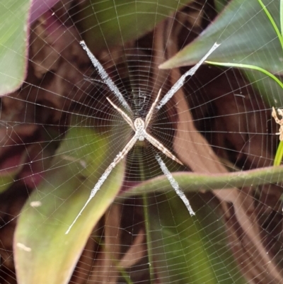 Argiope (genus) (A St. Andrew's cross spider) at Peregian Beach, QLD - 21 Jul 2019 by AaronClausen