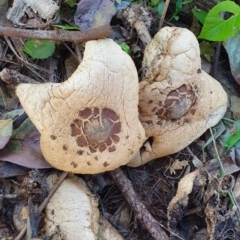 Unidentified Fungus (TBC) at Peregian Beach, QLD - 22 Jul 2019 by AaronClausen