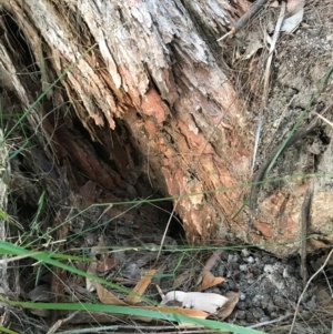 Tachyglossus aculeatus at Tewantin, QLD - 22 Jul 2019 05:07 PM