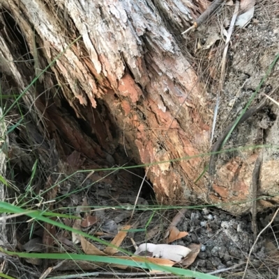 Tachyglossus aculeatus at Tewantin, QLD - 22 Jul 2019 by Lindy