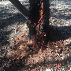 Zanda funerea at Red Hill Nature Reserve - 21 Jul 2019 11:10 AM