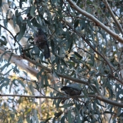 Callocephalon fimbriatum (Gang-gang Cockatoo) at Red Hill to Yarralumla Creek - 22 Jul 2019 by LisaH