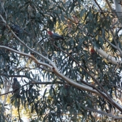 Callocephalon fimbriatum at Hughes, ACT - 22 Jul 2019