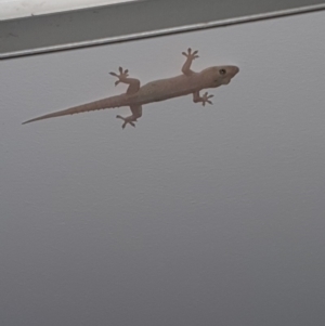 Hemidactylus frenatus at Peregian Beach, QLD - 22 Jul 2019