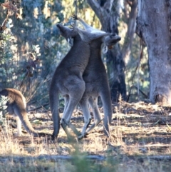 Macropus giganteus (Eastern Grey Kangaroo) at Red Hill to Yarralumla Creek - 22 Jul 2019 by LisaH