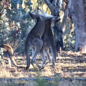 Macropus giganteus at Hughes, ACT - 22 Jul 2019 10:11 AM