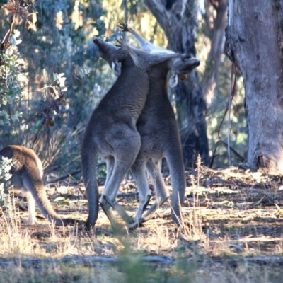 Macropus giganteus (Eastern Grey Kangaroo) at Hughes Grassy Woodland - 22 Jul 2019 by LisaH