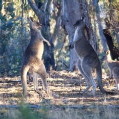 Macropus giganteus at Hughes, ACT - 22 Jul 2019 10:11 AM