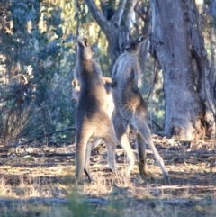 Macropus giganteus at Hughes, ACT - 22 Jul 2019 10:11 AM