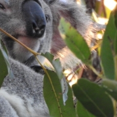 Phascolarctos cinereus (Koala) at Tewantin, QLD - 22 Jul 2019 by Wildling