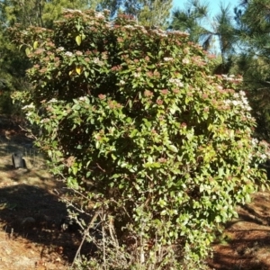 Viburnum tinus at Isaacs Ridge and Nearby - 19 Jul 2019 02:56 PM