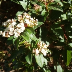 Viburnum tinus at Isaacs Ridge and Nearby - 19 Jul 2019