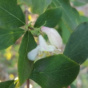 Lonicera fragrantissima at Isaacs Ridge and Nearby - 19 Jul 2019 04:20 PM