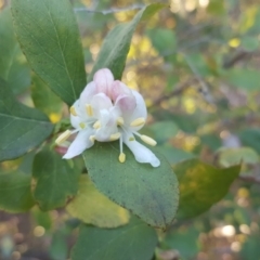 Lonicera fragrantissima at Isaacs Ridge and Nearby - 19 Jul 2019 04:20 PM