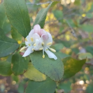 Lonicera fragrantissima at Isaacs Ridge and Nearby - 19 Jul 2019 04:20 PM