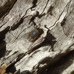 Calliphoridae (family) (Unidentified blowfly) at Isaacs Ridge and Nearby - 15 Jul 2019 by Mike