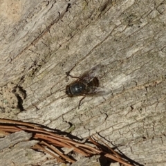 Calliphoridae (family) at Isaacs Ridge and Nearby - 15 Jul 2019 03:41 PM