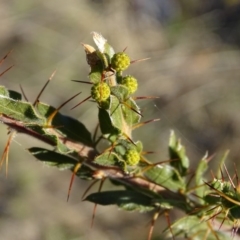 Acacia paradoxa (Kangaroo Thorn) at Isaacs Ridge and Nearby - 19 Jul 2019 by Mike