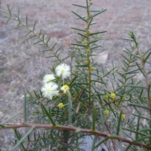 Acacia genistifolia at Isaacs Ridge Offset Area - 21 Jul 2019