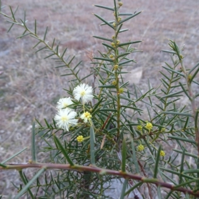 Acacia genistifolia (Early Wattle) at Isaacs Ridge Offset Area - 21 Jul 2019 by Mike