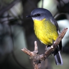 Eopsaltria australis (Eastern Yellow Robin) at Rosedale, NSW - 8 Jul 2019 by jbromilow50