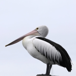 Pelecanus conspicillatus at Batemans Bay, NSW - 8 Jul 2019