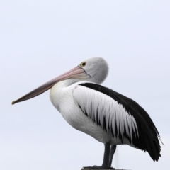 Pelecanus conspicillatus (Australian Pelican) at Batemans Bay, NSW - 8 Jul 2019 by jbromilow50