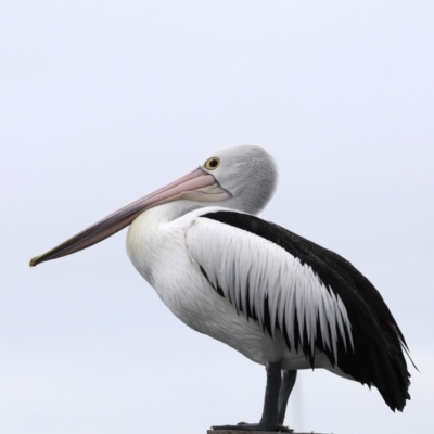 Pelecanus conspicillatus (Australian Pelican) at Batemans Bay, NSW - 8 Jul 2019 by jbromilow50