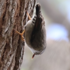 Daphoenositta chrysoptera (Varied Sittella) at Broulee Moruya Nature Observation Area - 6 Jul 2019 by jb2602