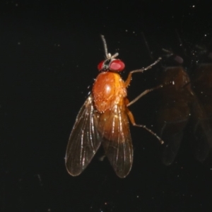 Lauxaniidae (family) at Rosedale, NSW - 12 Jul 2019