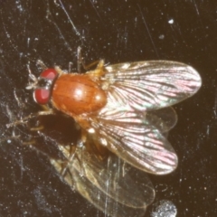 Lauxaniidae (family) at Rosedale, NSW - 12 Jul 2019 09:28 PM