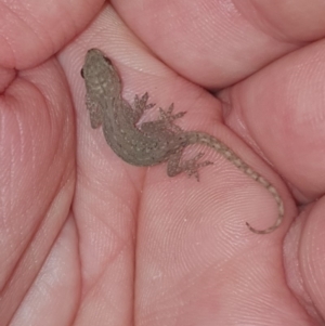 Hemidactylus frenatus at Peregian Beach, QLD - 22 Jul 2019