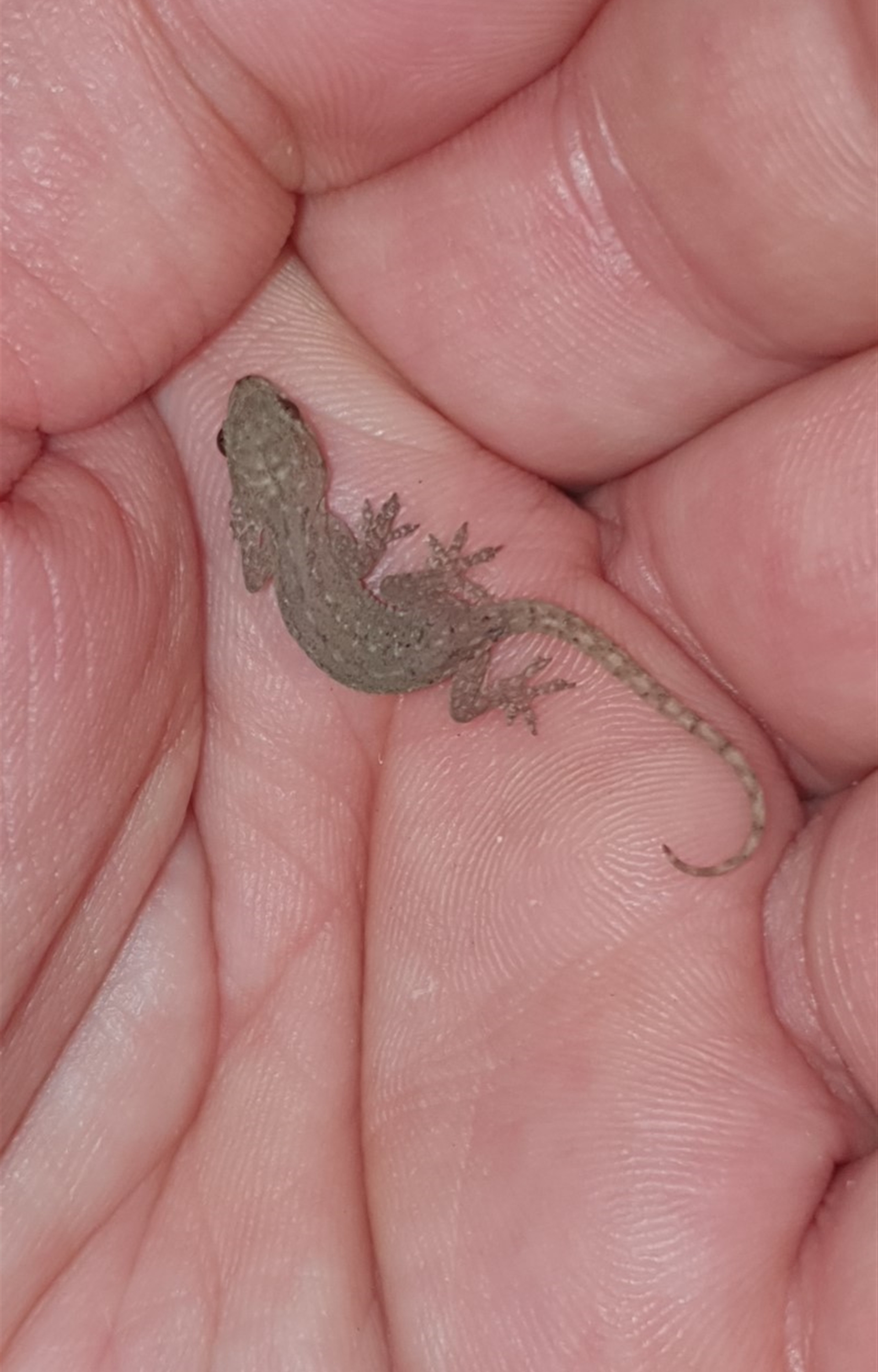 Hemidactylus frenatus at Peregian Beach, QLD - 22 Jul 2019 08:29 PM