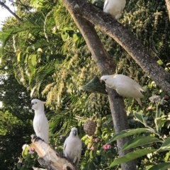 Cacatua galerita (Sulphur-crested Cockatoo) at Doonan, QLD - 23 Jul 2019 by JBudgie