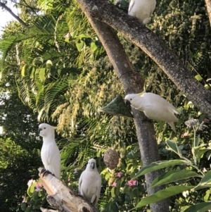 Cacatua galerita at Doonan, QLD - 23 Jul 2019 07:02 AM