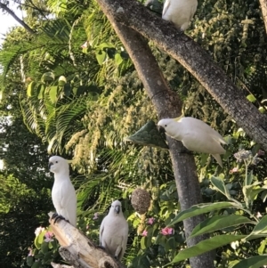 Cacatua galerita at Doonan, QLD - 23 Jul 2019