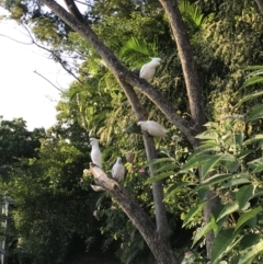 Cacatua galerita at Doonan, QLD - 23 Jul 2019