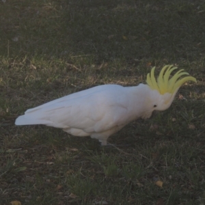 Cacatua galerita at Sunshine Beach, QLD - 10 Jun 2018