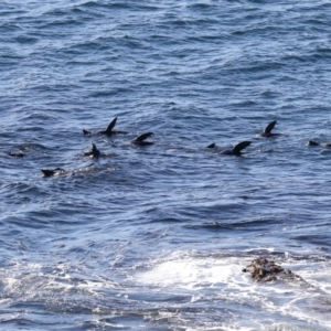 Arctocephalus pusillus doriferus at Batemans Marine Park - 11 Jul 2019 11:11 AM