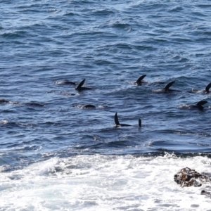 Arctocephalus pusillus doriferus at Batemans Marine Park - 11 Jul 2019