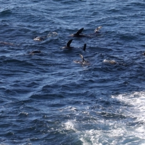 Arctocephalus pusillus doriferus at Batemans Marine Park - 11 Jul 2019 11:11 AM