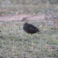 Anas superciliosa (Pacific Black Duck) at Hughes, ACT - 23 Jul 2019 by LisaH