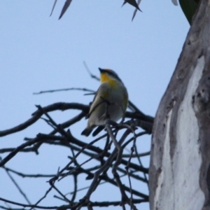 Pardalotus striatus at Red Hill Nature Reserve - 23 Jul 2019 09:58 AM