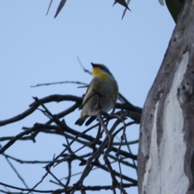 Pardalotus striatus (Striated Pardalote) at Red Hill Nature Reserve - 23 Jul 2019 by LisaH